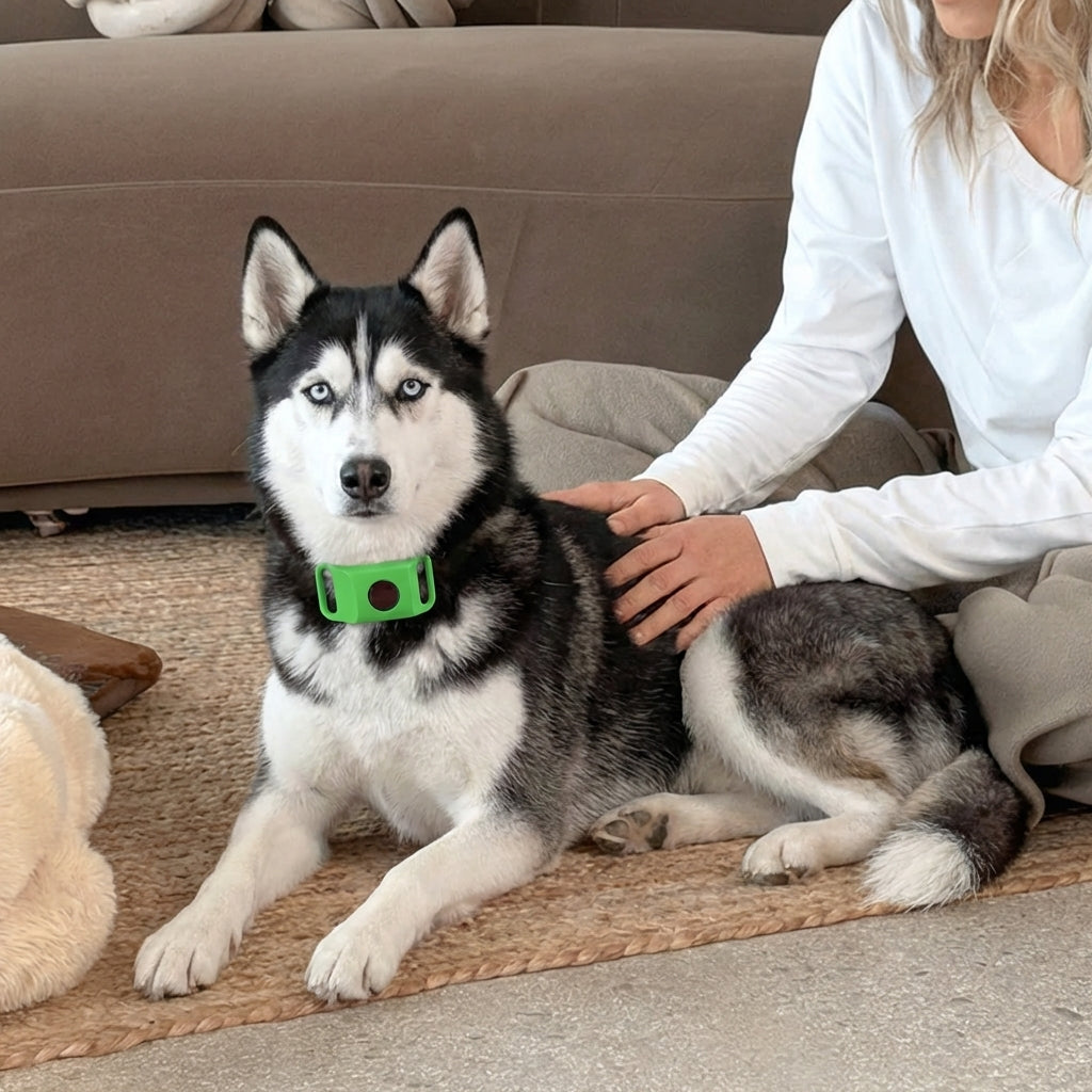 PetShield 12 Months Flea and Tick Free