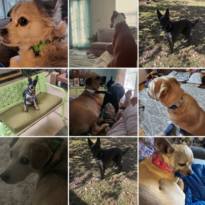PetShield 12 Months Flea and Tick Free